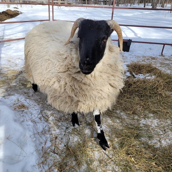 Meet your Posher, Liv - Picture 10 of 10